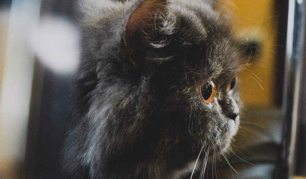 Большой пушистый черный кот с желтыми глазами 