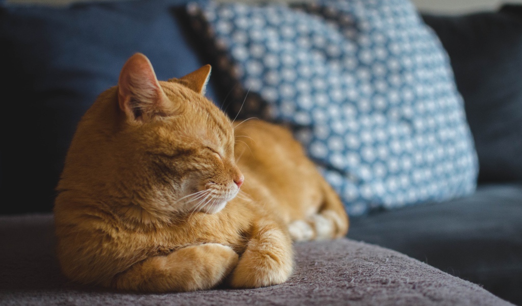 Большой рыжий кот спит на диване