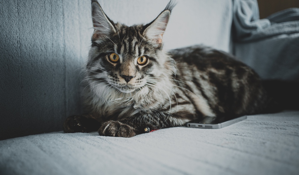 Большой серый кот породы мейн кун на диване 