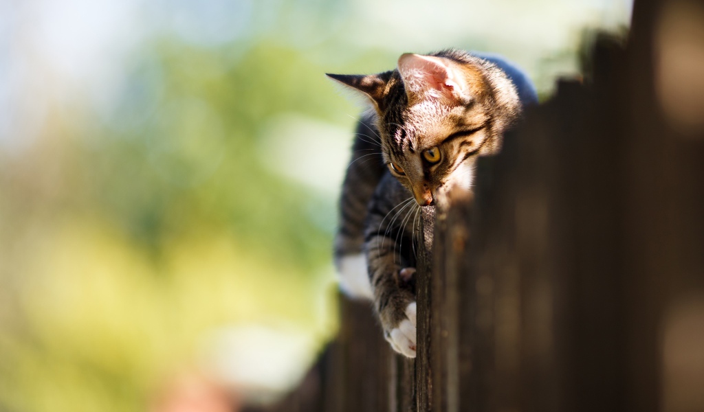 Большой серый кот лежит на заборе 