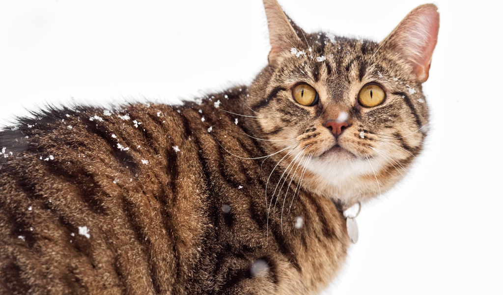 Большой серый кот на улице зимой