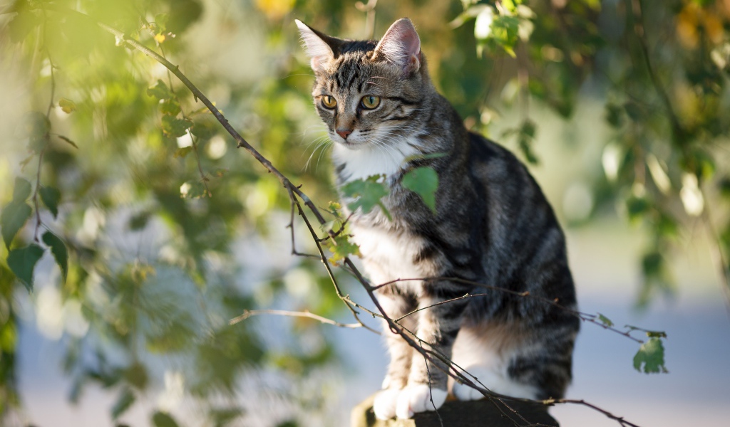 Большой серый кот сидит на заборе у дерева