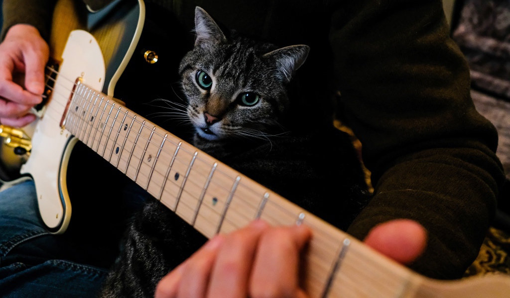 Большой серый кот сидит на руках у гитары