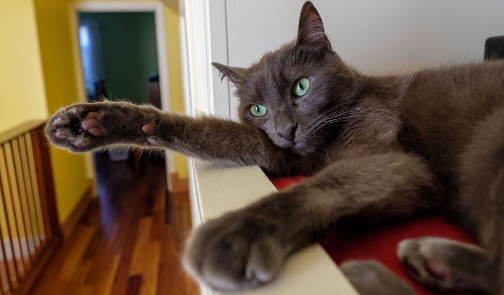 Большой серый кот с зелеными глазами 