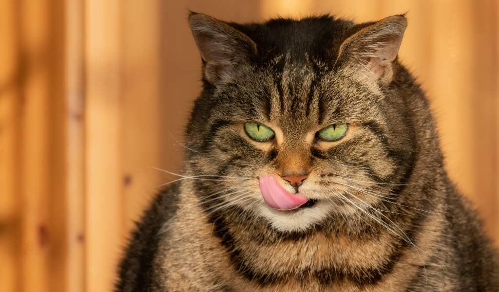 Большой серый кот с высунутым языком
