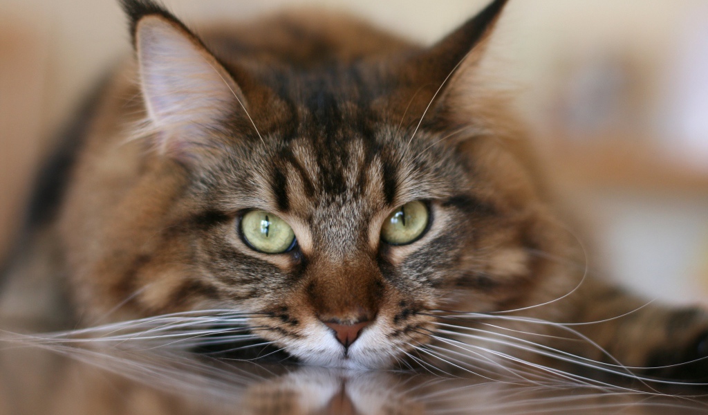 Большой серый кот с белыми усами крупным планом