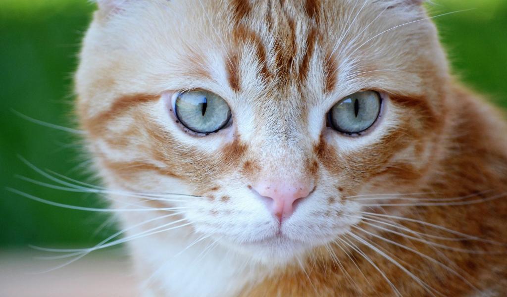 Большой рыжий голубоглазый кот крупным планом