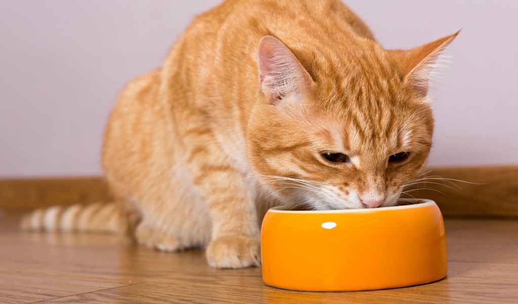 Большой рыжий кот ест из миски 