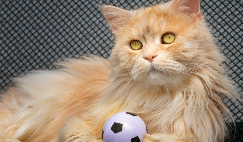 Большой рыжий кот играет с мячиком