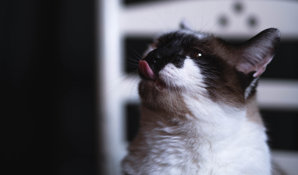 Black and white cat with protruding tongue