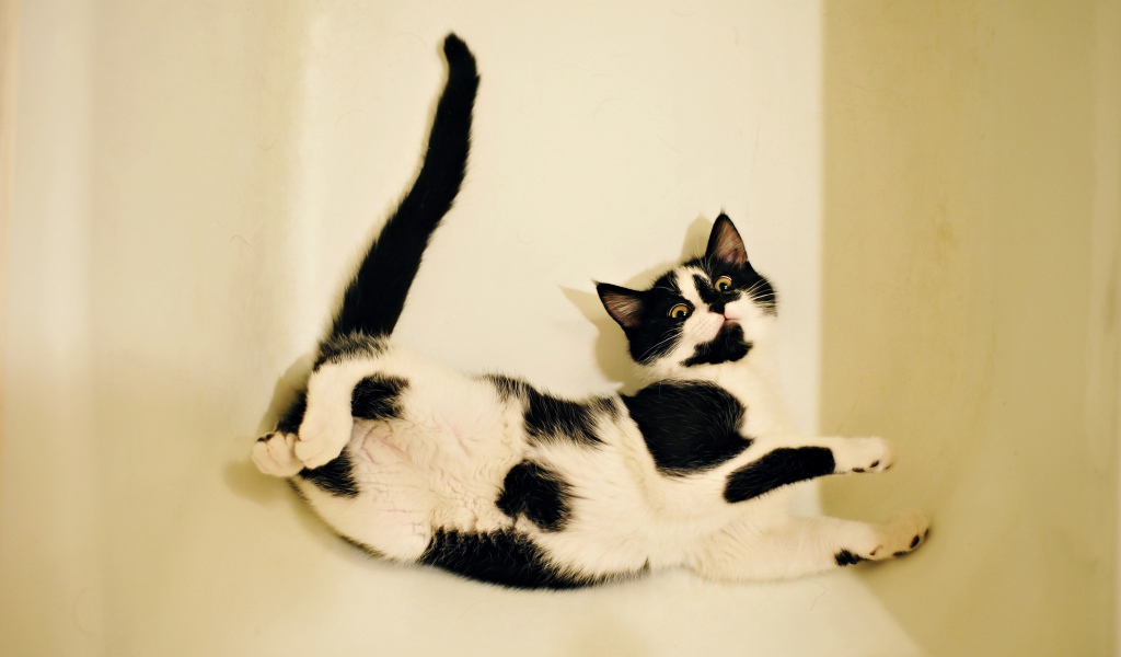 Черно - белый котенок лежит в белой ванной 