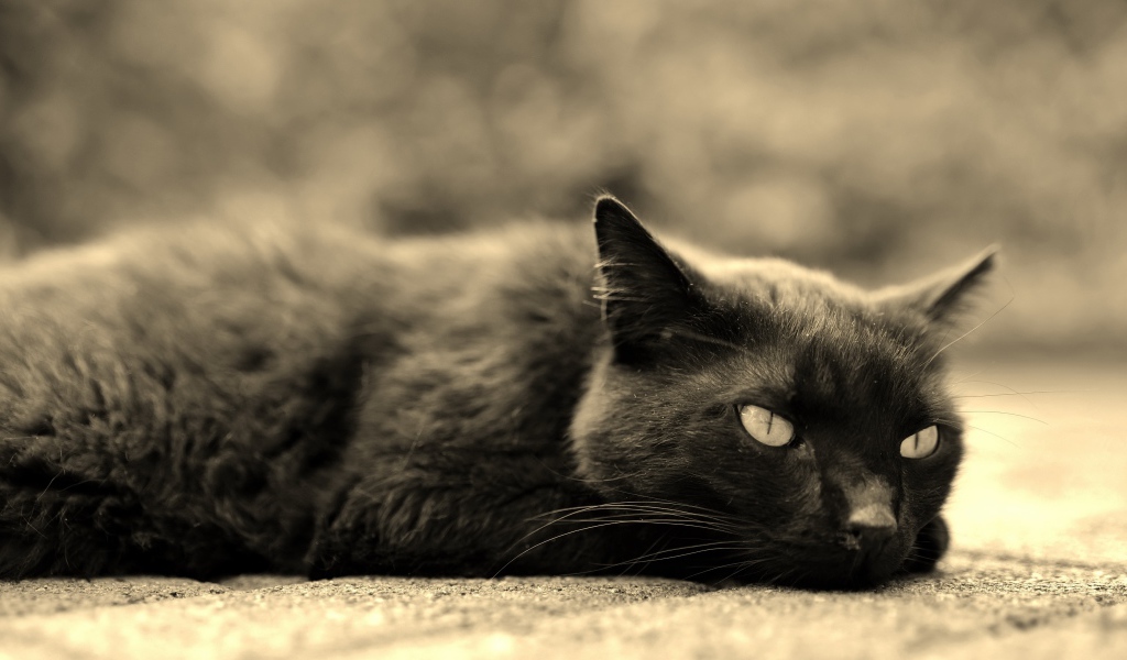 Черный кот лежит на асфальте 