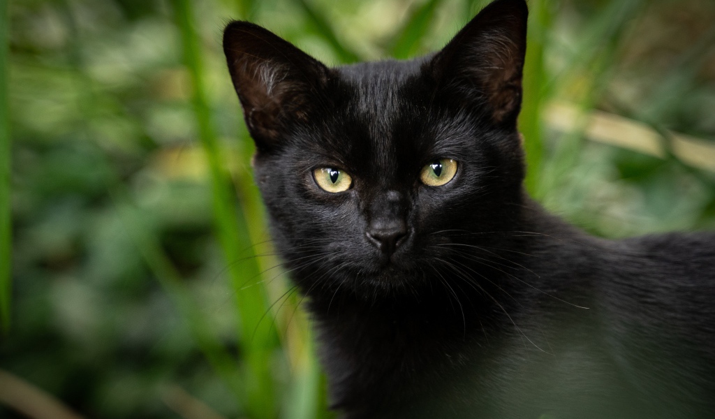 Черный кот с желтыми глазами крупным планом 