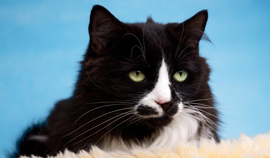 Черный пушистый кот с белыми пятнами на голубом фоне