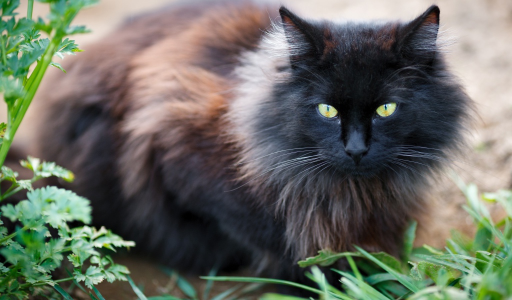 Черный пушистый породистый кот сидит у зеленой травы