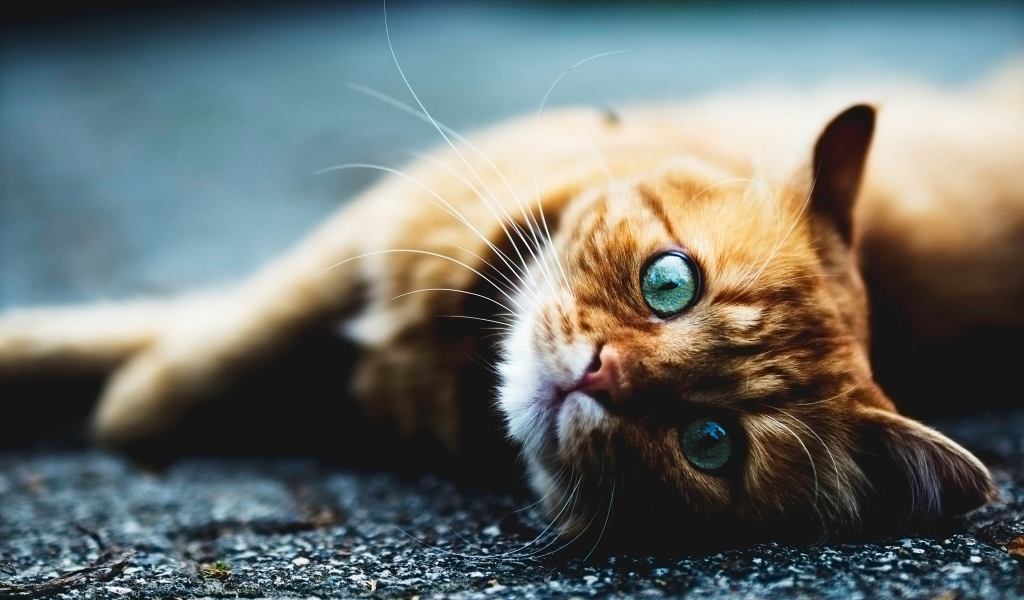 Голубоглазый рыжий кот лежит на асфальте