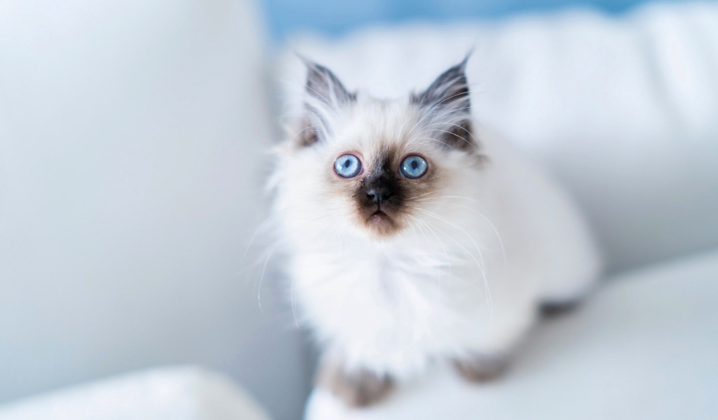 Голубоглазый породистый пушистый котенок