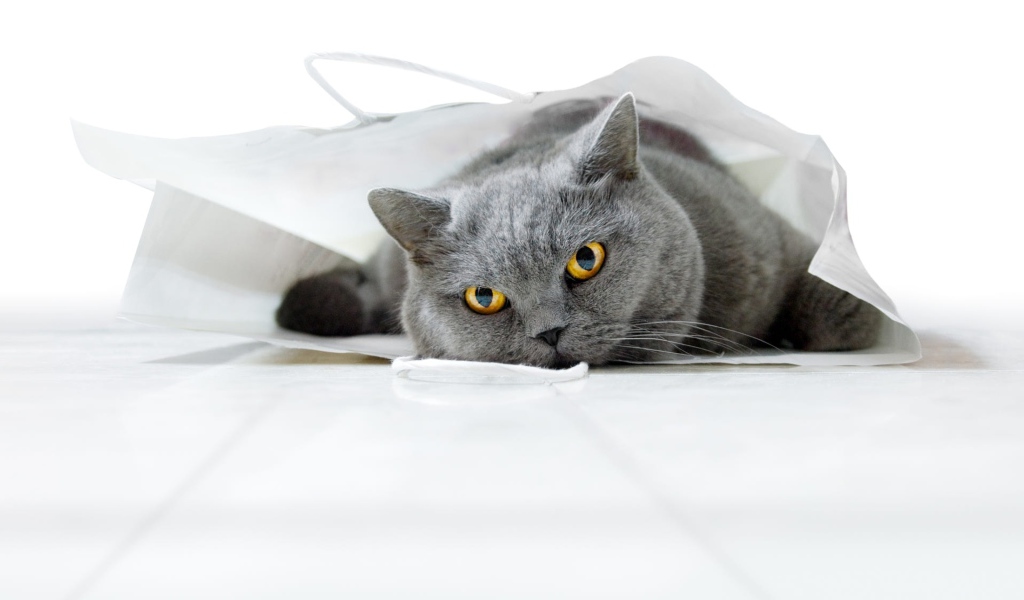 Британский кот лежит в белом пакете 