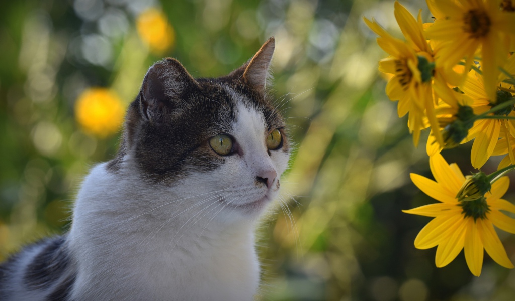 Кот сидит у желтых цветов