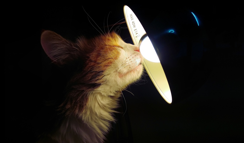 Кот греет нос об лампу на черном фоне