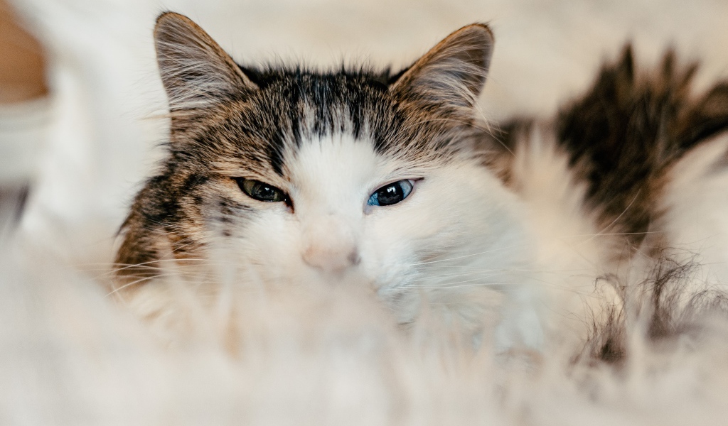 Кот с разными глазами на диване