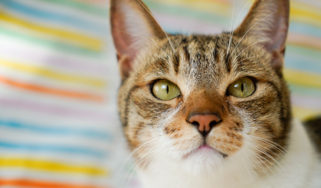 Морда серого кота с зелеными глазами крупным планом