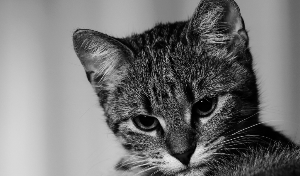 Морда серого котенка крупным планом