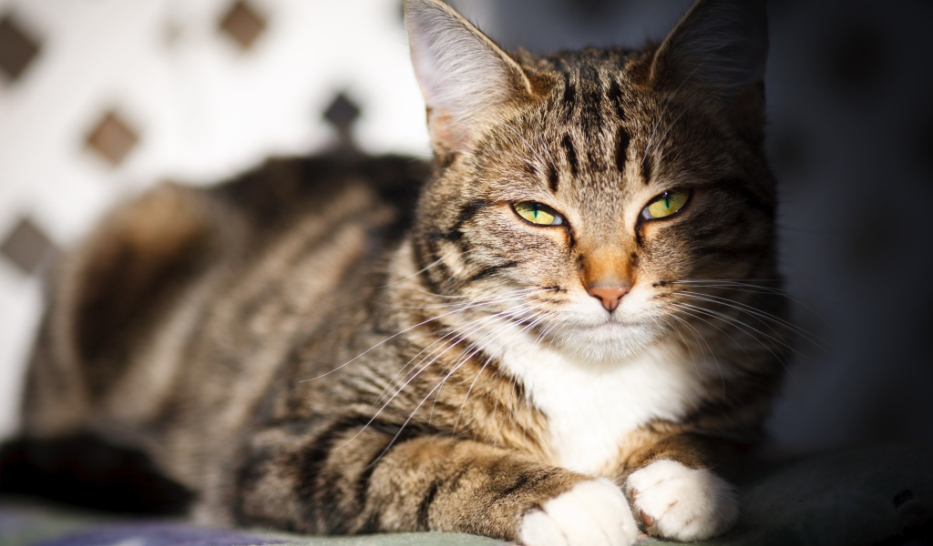 Довольный серый кот в лучах солнца