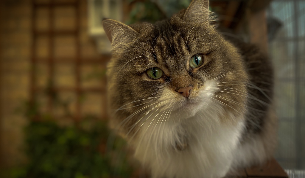 Любопытный пушистый зеленоглазый серый кот 