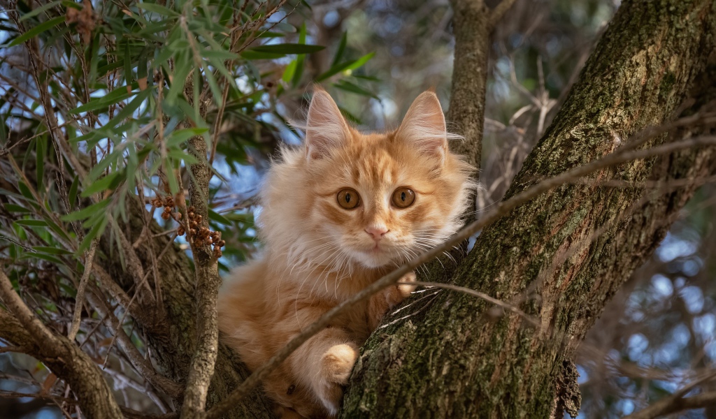 Любопытный рыжий кот сидит на дереве 
