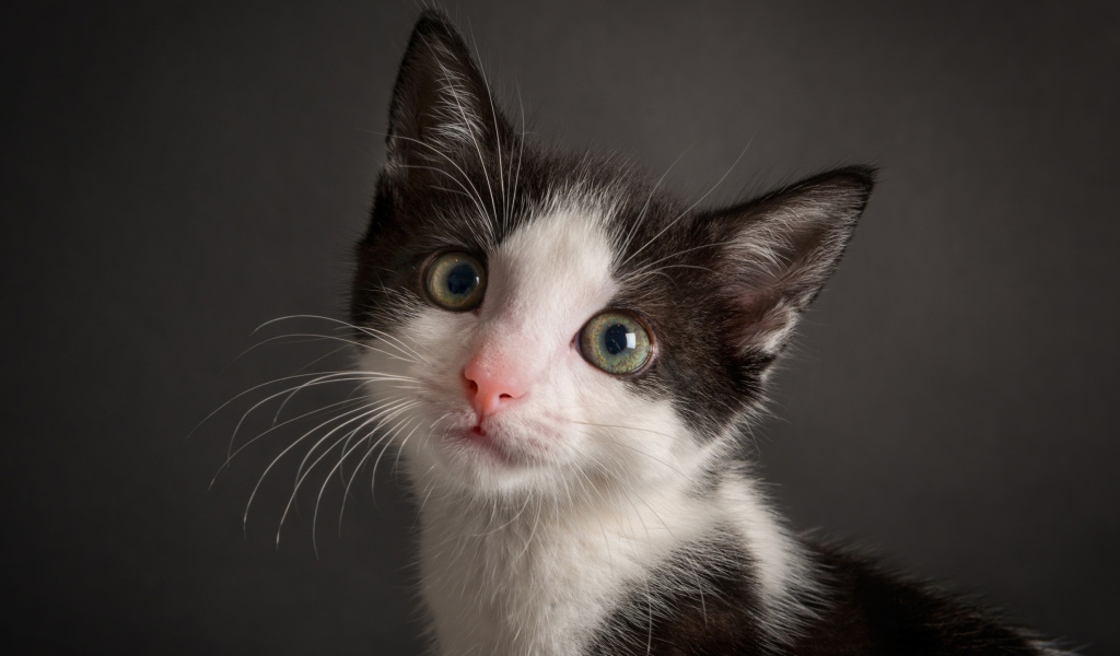 Милый черно-белый котенок на сером фоне