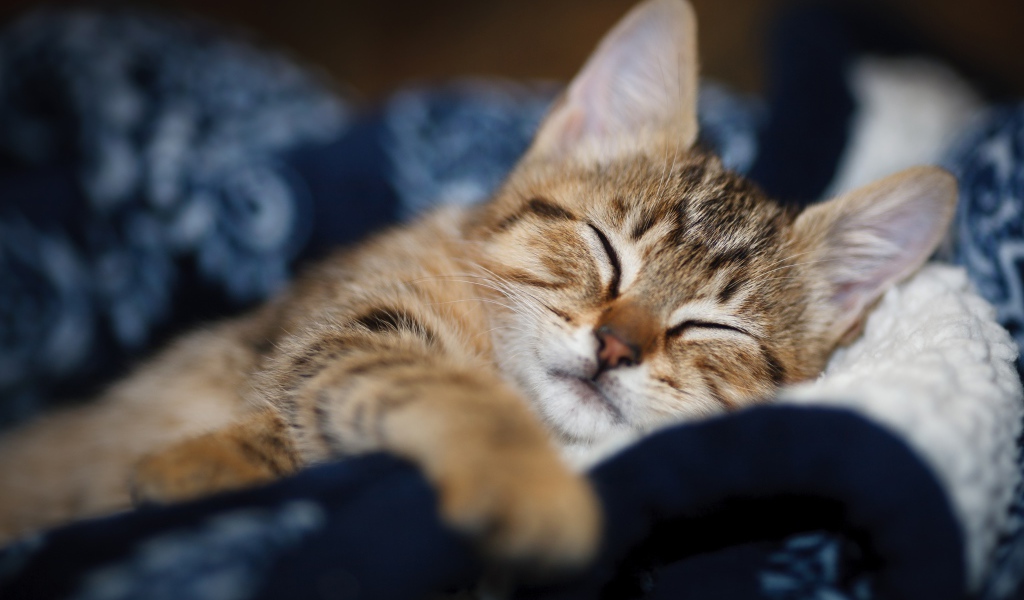 Милый серый котенок спит на одеяле 