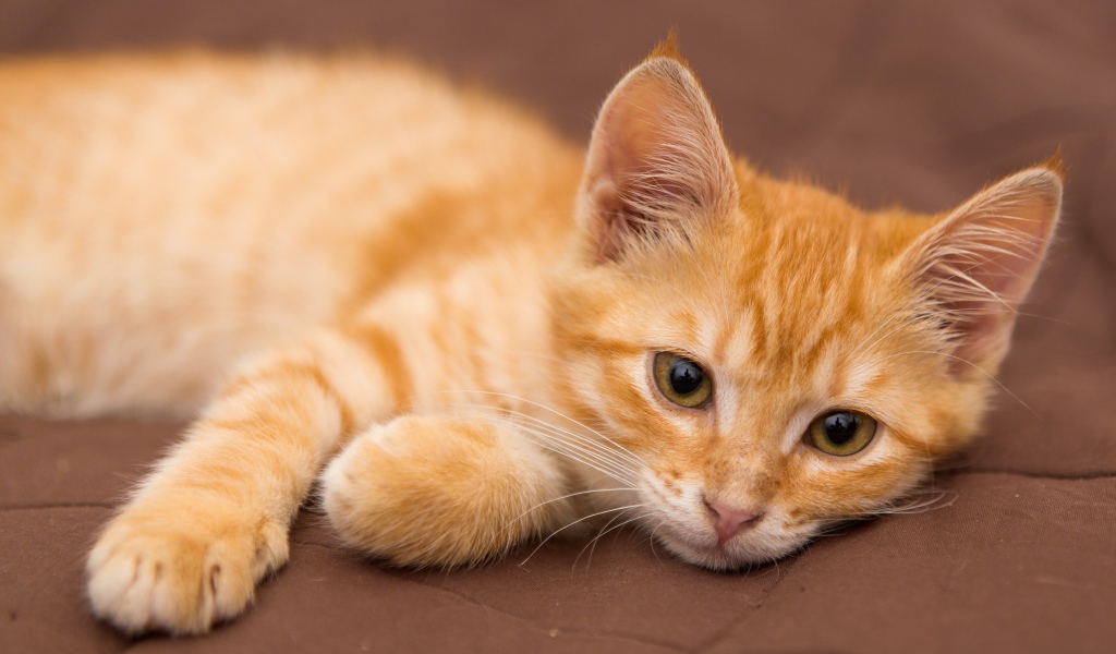 Милый маленький рыжий котенок лежит на диване 