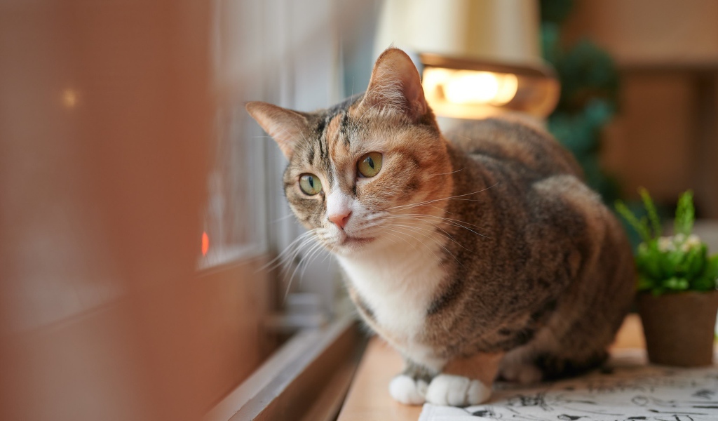 Домашний кот смотрит в окно 