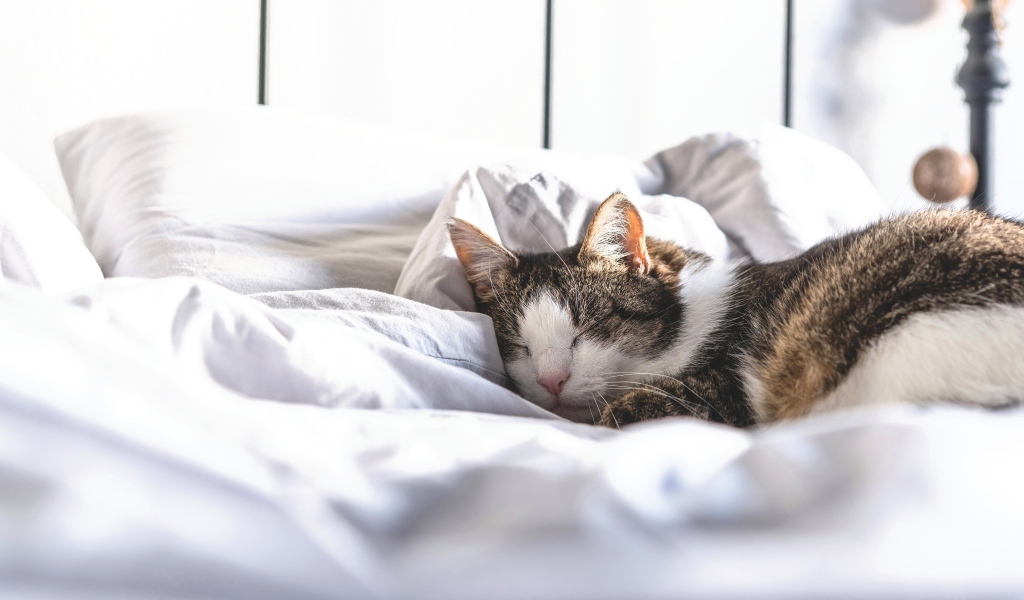 Домашний кот спит на белой постели