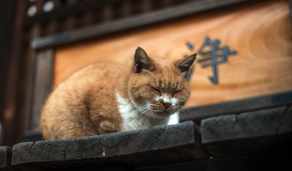 Дремлющий рыжий  кот на деревянном пороге 