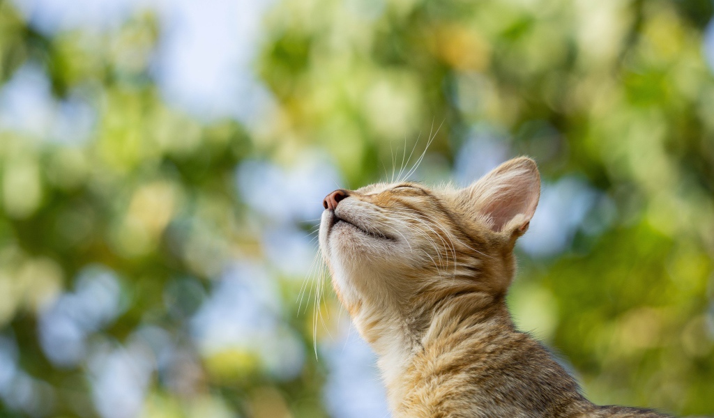 Мечтательный серый кот с закрытыми глазами