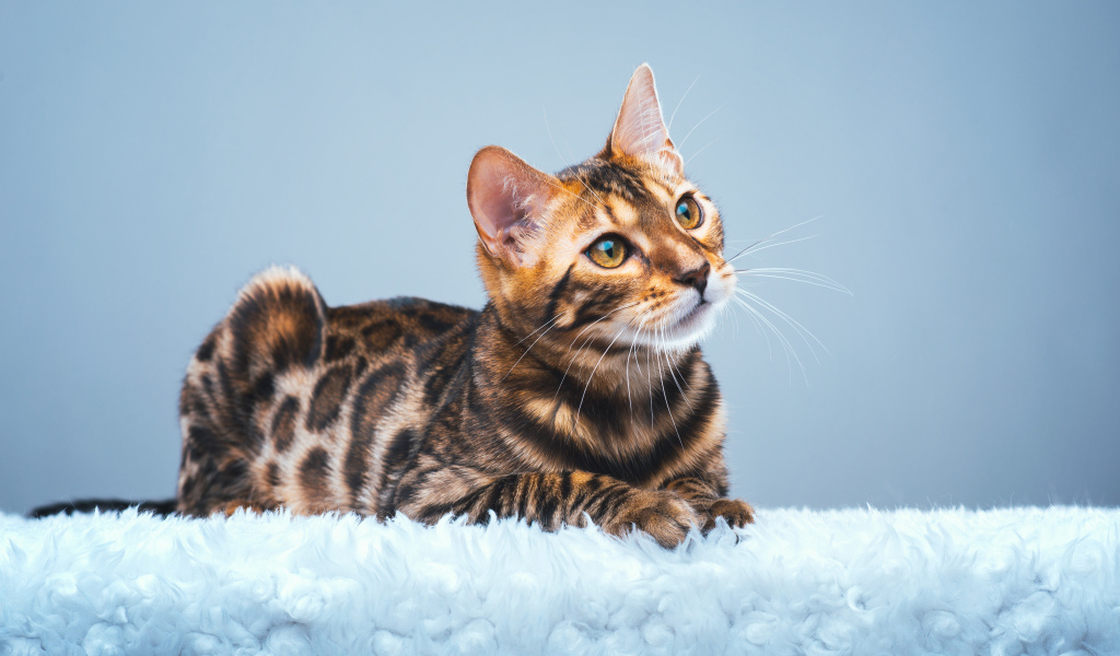 Дорогая бенгальская кошка на голубом фоне