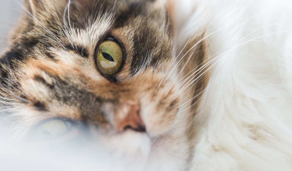 Морда зеленоглазой домашней кошки