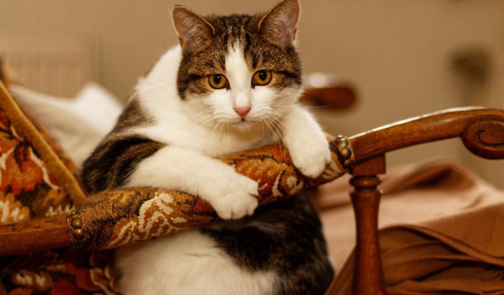 Толстый кот сидит в кресле 