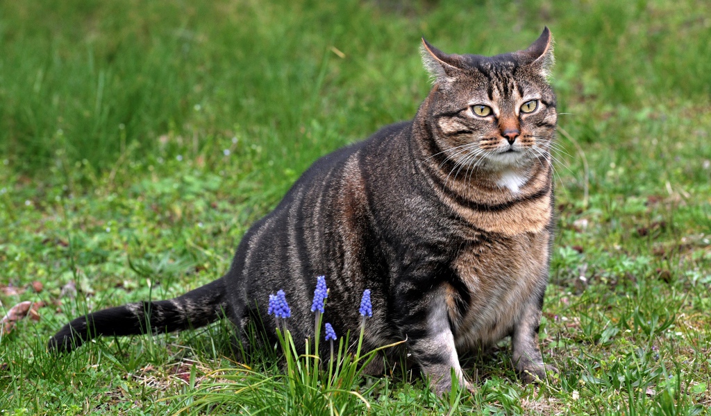Толстый серый кот сидит на зеленой траве