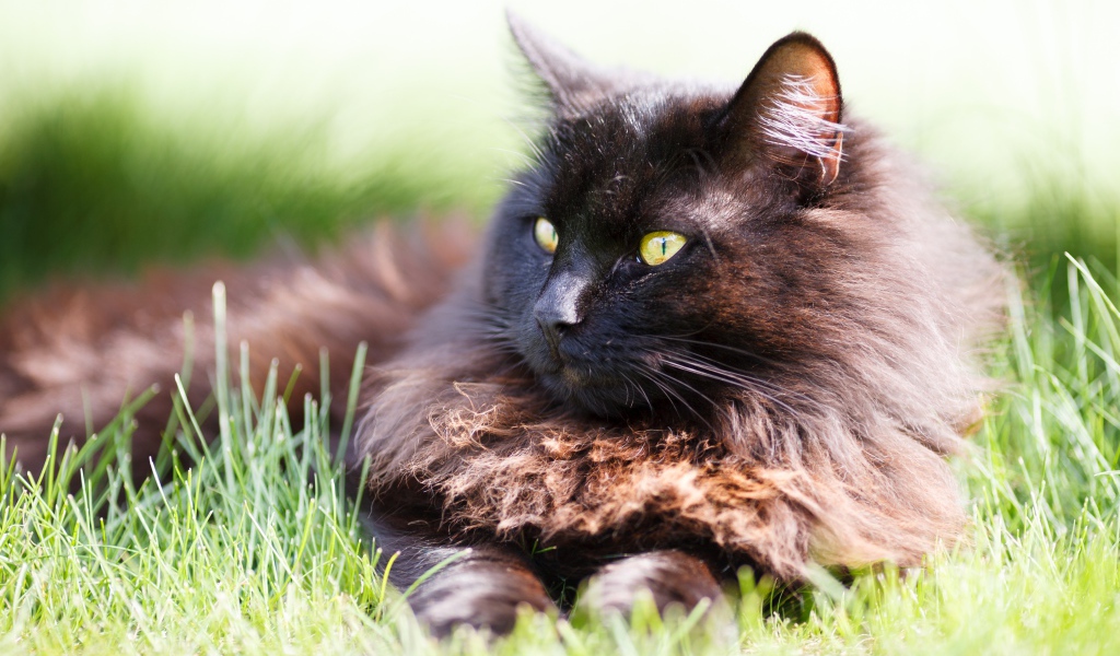 Пушистый черный кот лежит на зеленой траве
