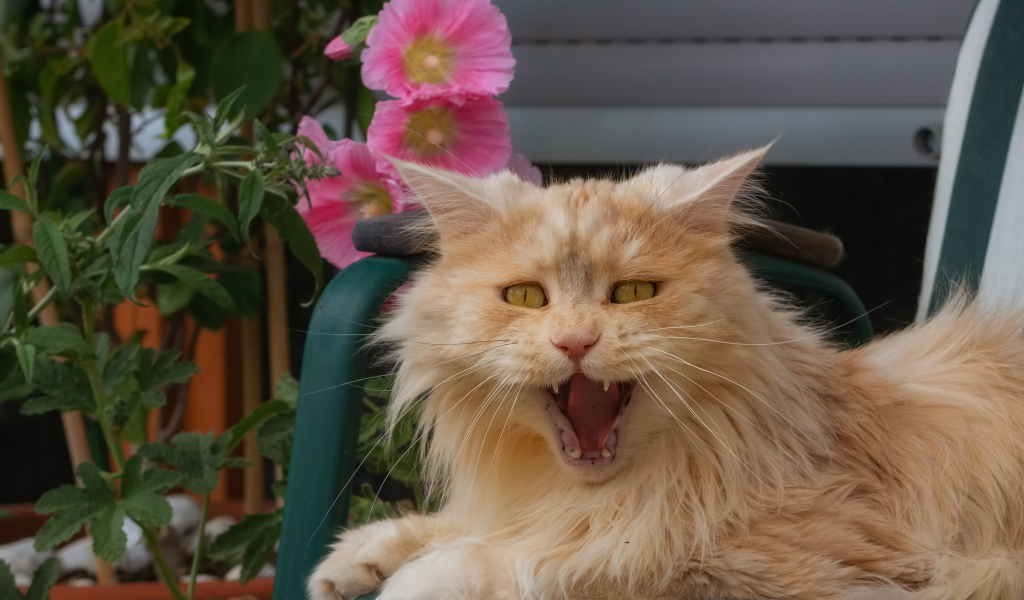 Пушистый рыжий кот зевает в кресле