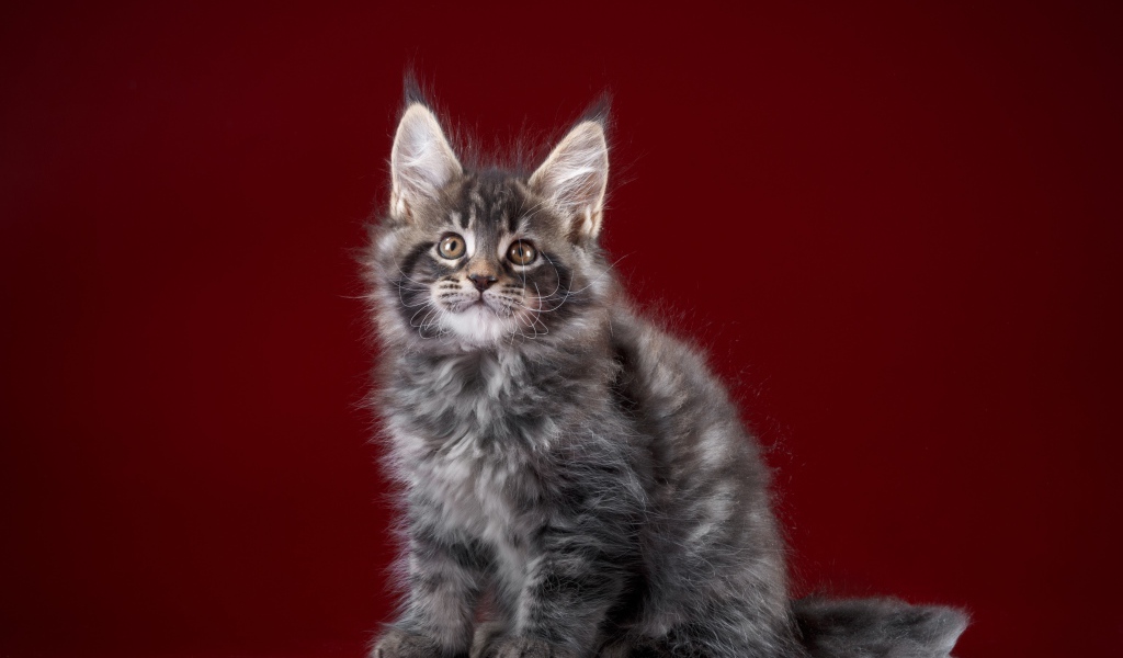 Пушистый серый котенок мейн кун на красном фоне
