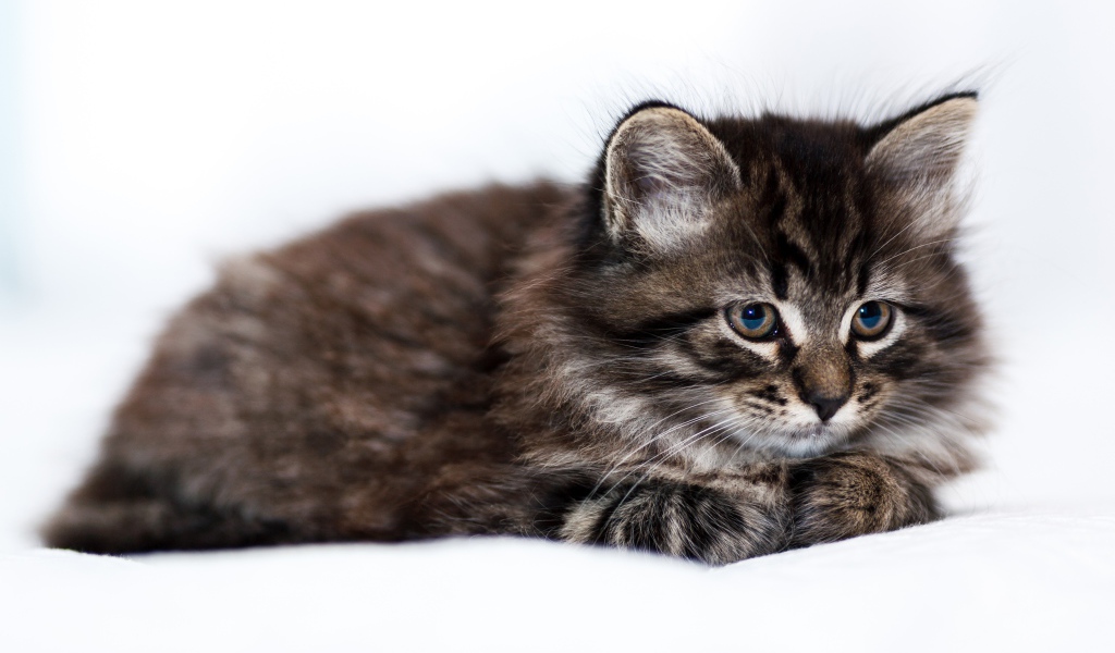 Пушистый серый котенок мейн куна на белом фоне