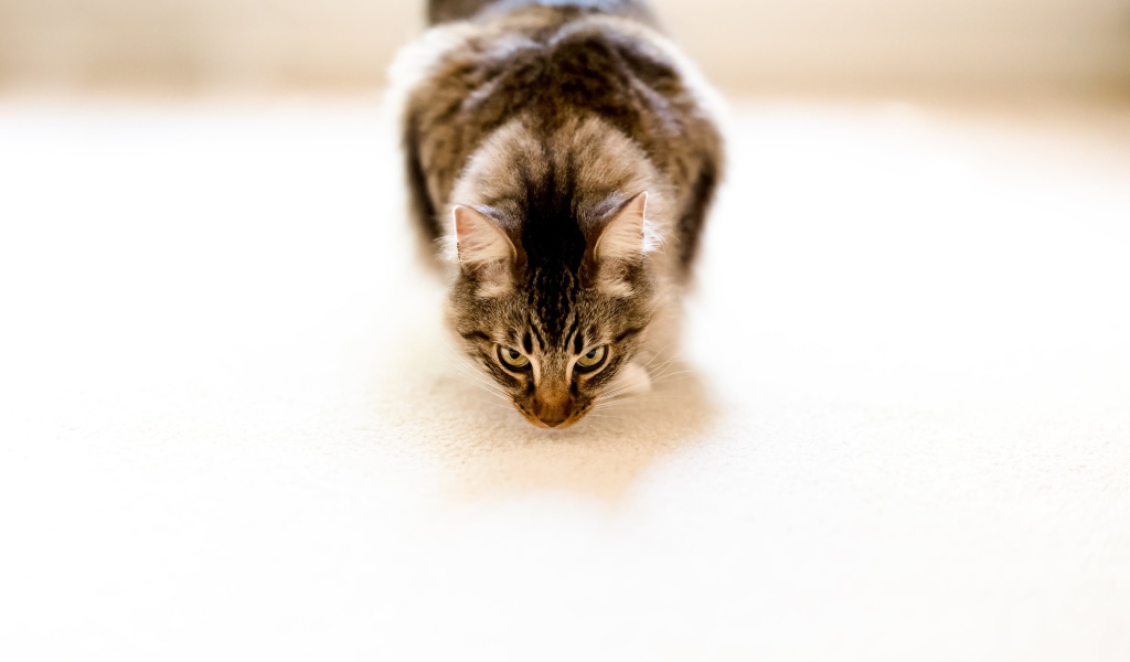 Пушистый серый кот на белом ковре 