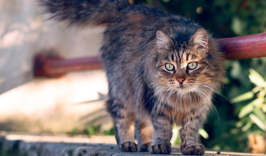 Пушистая серая кошка с зелеными глазами гуляет на улице