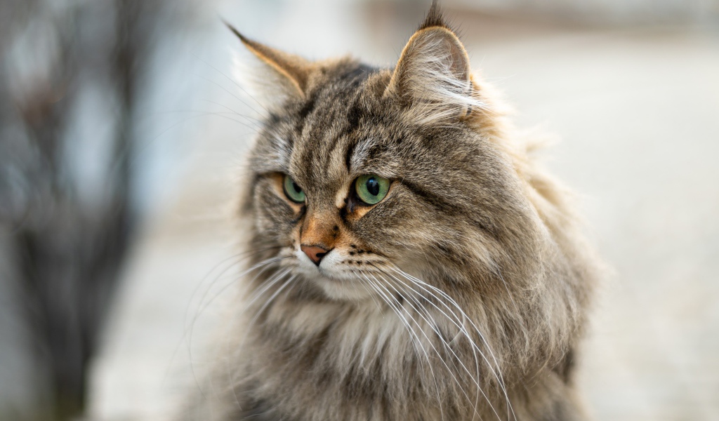 Пушистый серый кот с кисточками на ушах 