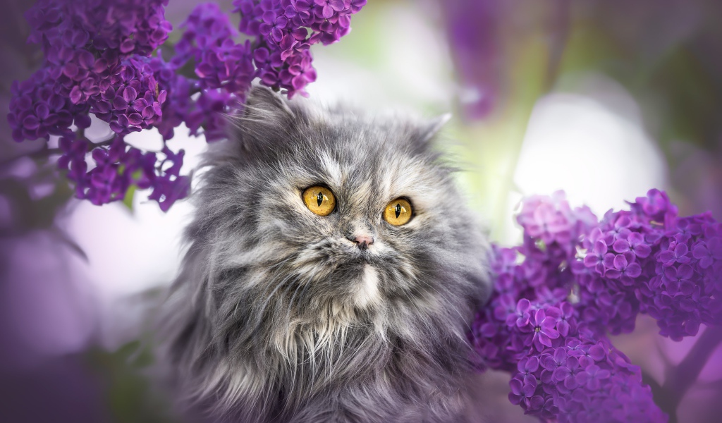 Пушистый серый кот с желтыми глазами в цветах сирени 