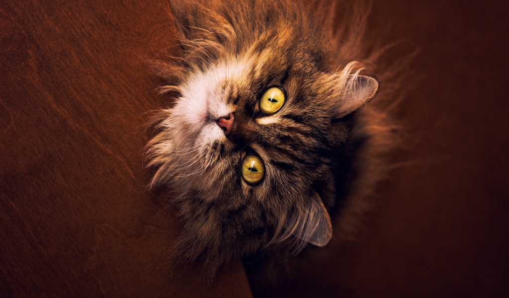 Пушистый серый кот с желтыми глазами смотрит вверх